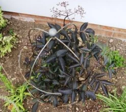 Poppy Forge Bell Cloche