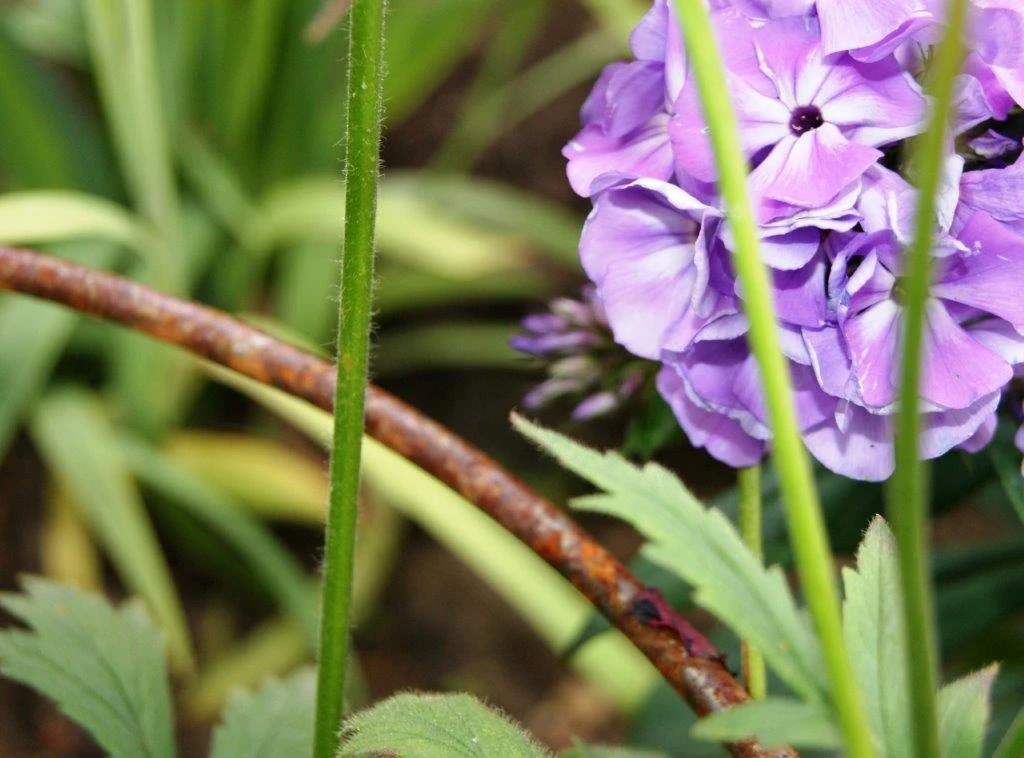 Poppy Forge Bell Cloche - Image 4